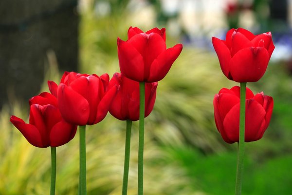 Découvrez les granulés din : efficacité et livraison à domicile