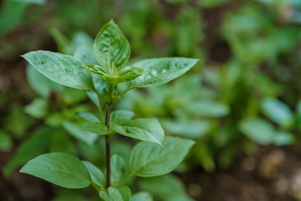 Transition énergétique : découvrez photo Écologie comme allié