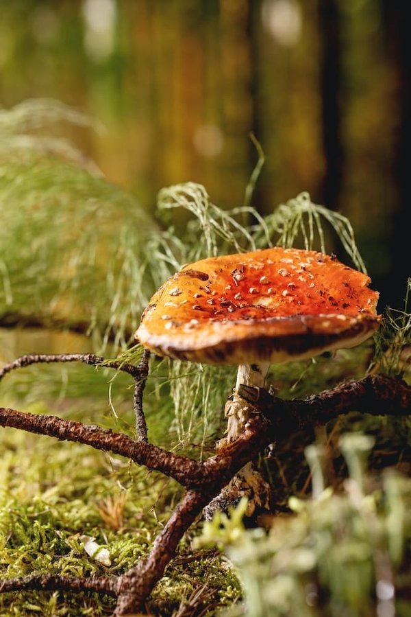 Quels bénéfices les appliques murales apportent-elles à une chambre d'adulte ?