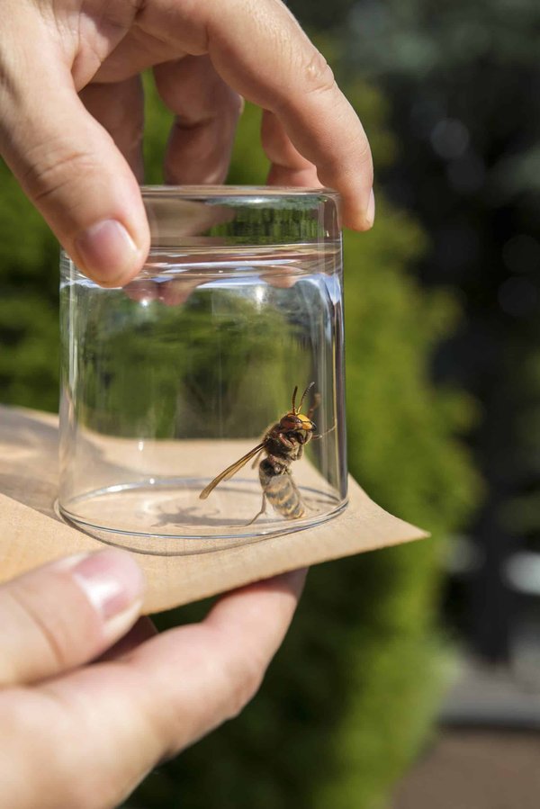 Comment prévenir l'intrusion des guêpes et des frelons ?