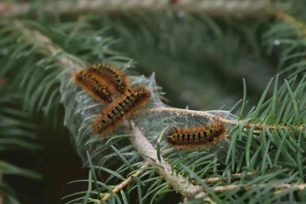 Infestation de chenilles processionnaires : les 3 mesures essentielles pour l'éradication